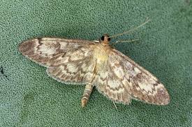 Attēlu rezultāti vaicājumam “Anania lancealis”