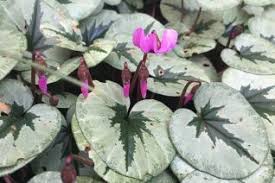 Attēlu rezultāti vaicājumam “Primulaceae”