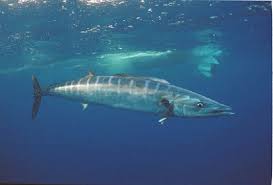 Image result for Acanthocybium solandri