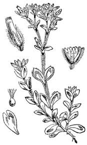 Attēlu rezultāti vaicājumam “Cerastium holosteoides fruit”