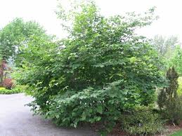 Attēlu rezultāti vaicājumam “Hamamelis”