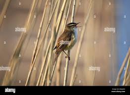 Attēlu rezultāti vaicājumam “Acrocephalus schoenobaenus”