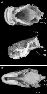 Image result for Ictiobus bubalus