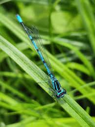 Attēlu rezultāti vaicājumam “Coenagrion puella”