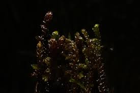 Attēlu rezultāti vaicājumam “Drepanocladus lycopodioides”