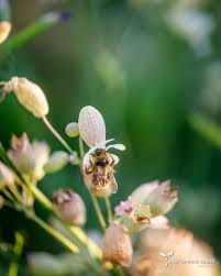 Attēlu rezultāti vaicājumam “Silene borysthenica bud”