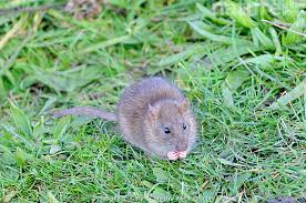 Attēlu rezultāti vaicājumam “Rattus norvegicus”