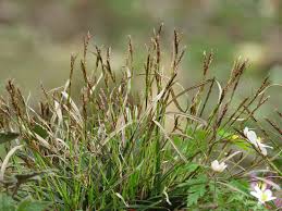 Attēlu rezultāti vaicājumam “Carex digitata flower”