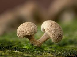 Attēlu rezultāti vaicājumam “Phleogena faginea”