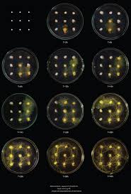 Attēlu rezultāti vaicājumam “Physarum orbis”