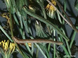 Attēlu rezultāti vaicājumam “Eupithecia subumbrata larva”