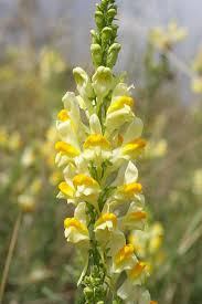 Attēlu rezultāti vaicājumam “Linaria vulgaris leaf”
