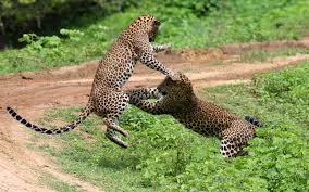 Image result for Яла заповедник