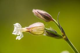 Attēlu rezultāti vaicājumam “Silene vulgaris bud”