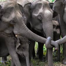 Image result for sad elephant