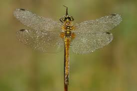 Attēlu rezultāti vaicājumam “Sympetrum danae”