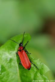 Attēlu rezultāti vaicājumam “Pyrochroa coccinea”