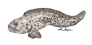 Image result for Anarhichas minor