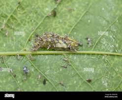 Attēlu rezultāti vaicājumam “Syrphus sp. larva”