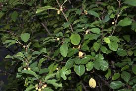 Attēlu rezultāti vaicājumam “Frangula alnus”