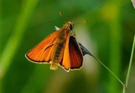 Attēlu rezultāti vaicājumam “Thymelicus sylvestris female”