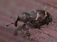Attēlu rezultāti vaicājumam “Hylobius pinastri”