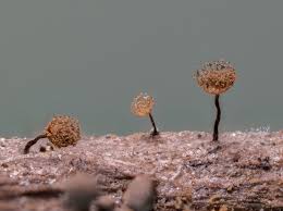 Attēlu rezultāti vaicājumam “Cribraria aurantiaca spores”