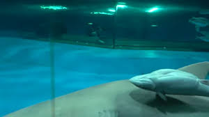 Image result for Negaprion acutidens