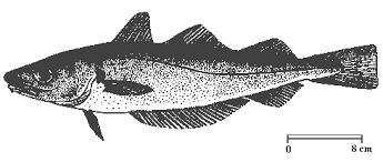 Image result for Merlangius merlangus