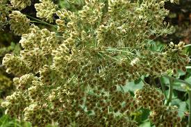 Attēlu rezultāti vaicājumam “Laserpitium latifolium bud”