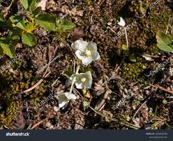 Attēlu rezultāti vaicājumam “Parnassia palustris leaf”