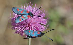 Attēlu rezultāti vaicājumam “Zygaena lonicerae”