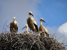 Attēlu rezultāti vaicājumam “Ciconia ciconia nest”