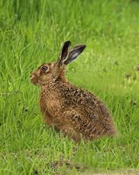 Attēlu rezultāti vaicājumam “Lepus europaeus adult”