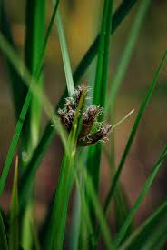 Attēlu rezultāti vaicājumam “Bolboschoenus maritimus”