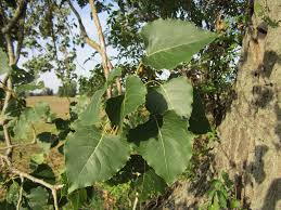 Attēlu rezultāti vaicājumam “Populus x gileadensis leaf”
