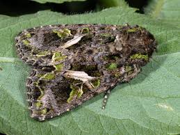 Attēlu rezultāti vaicājumam “Trachea atriplicis”