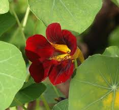 Image result for Tropaeolum majes