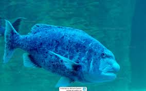 Image result for Cymatoceps nasutus