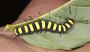 Attēlu rezultāti vaicājumam “Acronicta alni larva”