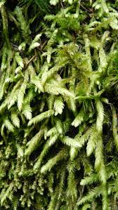 Attēlu rezultāti vaicājumam “Plagiothecium undulatum”