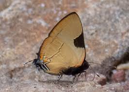 Attēlu rezultāti vaicājumam “Theclinae”