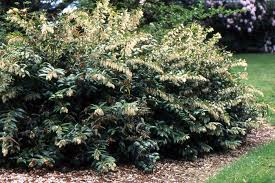 Attēlu rezultāti vaicājumam “Arthonia leucopellaea”