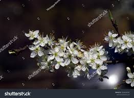 Attēlu rezultāti vaicājumam “Prunus domestica subsp. insitita”