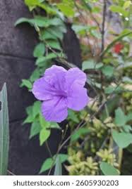 Attēlu rezultāti vaicājumam “Campanulaceae”