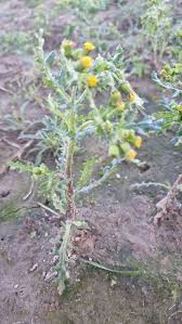 Attēlu rezultāti vaicājumam “Senecio vulgaris”