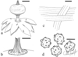 Attēlu rezultāti vaicājumam “Geastrum pectinatum”