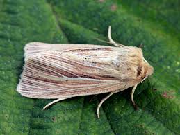 Attēlu rezultāti vaicājumam “Mythimna impura”