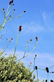Attēlu rezultāti vaicājumam “Sanguisorba officinalis bud”