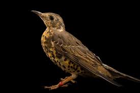 Attēlu rezultāti vaicājumam “Turdus viscivorus”